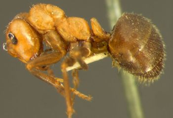 Media type: image;   Entomology 21729 Aspect: habitus lateral view
